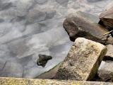 Boulderous Boulderous