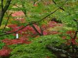 永觀堂禪林寺 (Eikando Zenrin-ji, Kyoto) - 秋色 永觀堂禪林寺 (Eikando Zenrin-ji, Kyoto) - 秋色