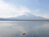 山中湖　白鳥のいる湖