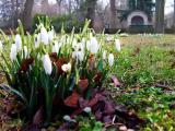 Schneeglöckchen im Schloßgarten Schneeglöckchen im Schloßgarten