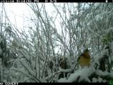 Varied thrush