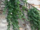 Cosenza. Calabria. (Capparis spinosa) Cosenza. Calabria. (Capparis spinosa)