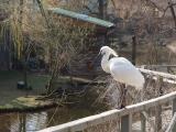 Kolpík bílý (Platalea leucorodia), Zoo Praha Kolpík bílý (Platalea leucorodia), Zoo Praha
