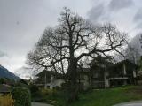Kastanienbaum Kastanienbaum