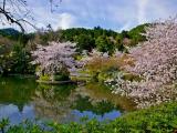 龍安寺 おしどりの池 A style of garden that features a path around a pond,Ryoanji temple. 龍安寺 おしどりの池 A style of garden that features a path around a pond,Ryoanji temple.