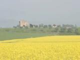 primavera Loc. Barum di Lazise primavera Loc. Barum di Lazise