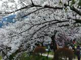 Sakura at Philosophers Walk, Kyoto