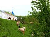 Горные коровы