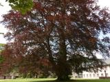 Rotbuche im Klostergarten