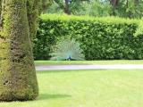 Kratochvile peacock Kratochvile peacock