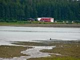 Salmon Creek