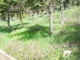 Аллея на Малаховом кургане Аллея на Малаховом кургане
