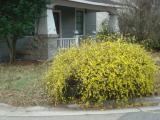 Winter Jasmine, 2-6-08