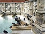 SIENA 0349 - Fonte Gaia - detail