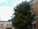 двор двор