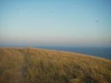 The sky, the seagull