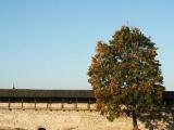 Wall and the tree Wall and the tree
