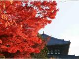 紅葉・東大寺大仏殿 Toudaiji Daibutsuden 紅葉・東大寺大仏殿 Toudaiji Daibutsuden