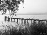 Lazise - Il moletto Lazise - Il moletto