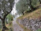 Olivenhain oberhalb des Zentrums von Malcesine [2012]