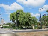 Weeping willow tree, an A-bomb survivor Weeping willow tree, an A-bomb survivor