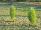 Ukraine. Mariupol. Attractions in park. Ukraine. Mariupol. Attractions in park.