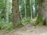 Im Wald bei der Feuerstelle Im Wald bei der Feuerstelle