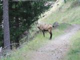 Een Ree in ''Saas-Grund'' Een Ree in ''Saas-Grund''