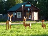 Vytegra. Family "elks"/ Лосиная семья