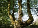 A peculiar tree A peculiar tree