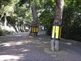Gods (trees) in street