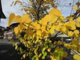 Herbst in Amriswil Herbst in Amriswil