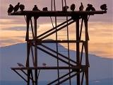 je cherche mon canari je cherche mon canari