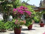 Jardin en Assembly Phuc Kien Hall -Hoi An