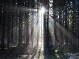 Schwarzwälder Sonne Schwarzwälder Sonne