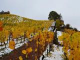 Weinberg Steinrücken am Schloß Wackerbarth Weinberg Steinrücken am Schloß Wackerbarth