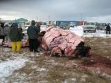 Whale Harvest
