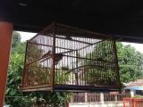 บ้านนกเขาชวา จ.ส.อ.อาณุวัฒน์ แตงก่อ,Muang,Naivieng,Nan,ในเวียง, อ.เมืองน่าน,น่าน