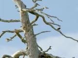 Isokäpylinnut / Loxia pytyopsittacus Isokäpylinnut / Loxia pytyopsittacus