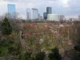 Plum trees Osaka