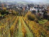 The Basel Grapevine The Basel Grapevine