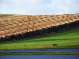 Fields with Tracks