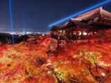 清水寺 秋のライトアップ Illuminated Autumn Leaves at Kiyomizu Dera-Temple 清水寺 秋のライトアップ Illuminated Autumn Leaves at Kiyomizu Dera-Temple