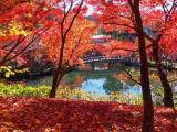 秋の永観堂 放生池 Eikando in Autumn 秋の永観堂 放生池 Eikando in Autumn