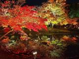 高台寺 臥龍池 ライトアップ Illuminated Autumn Leaves at Kōdai-ji 高台寺 臥龍池 ライトアップ Illuminated Autumn Leaves at Kōdai-ji