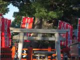 Sumiyoshi Shrine / 住吉大社