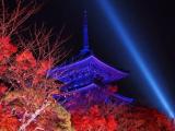 紫の三重塔 Purple Illuminated Tower 紫の三重塔 Purple Illuminated Tower