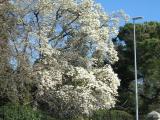 Magnolia bianca del parco di villa Mosca in via Milano, forse testimone della visita di Giuseppe Garibaldi Magnolia bianca del parco di villa Mosca in via Milano, forse testimone della visita di Giuseppe Garibaldi