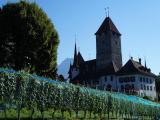 Spiez,Castle and vineyard Spiez,Castle and vineyard