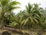 Coconut Palms at Phi-Phi Don island Coconut Palms at Phi-Phi Don island